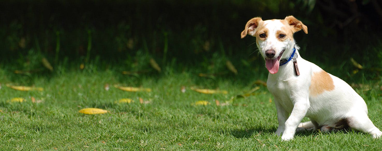 Dog Names Meaning Glad Popular Male and Female Names Wag!